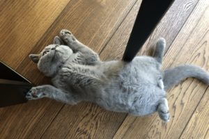 medzio stilius grindys durys laiptai