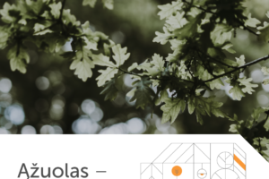 medzio stilius LT azuolo istorija